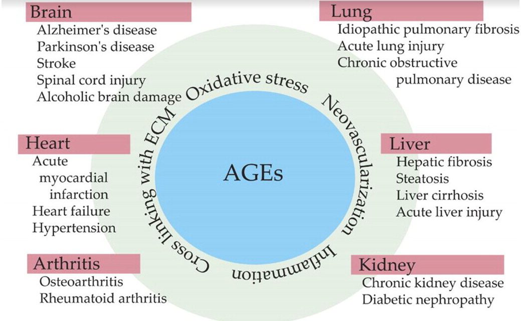 AGEs and the Aging Process: A Sweet and Bitter Connection