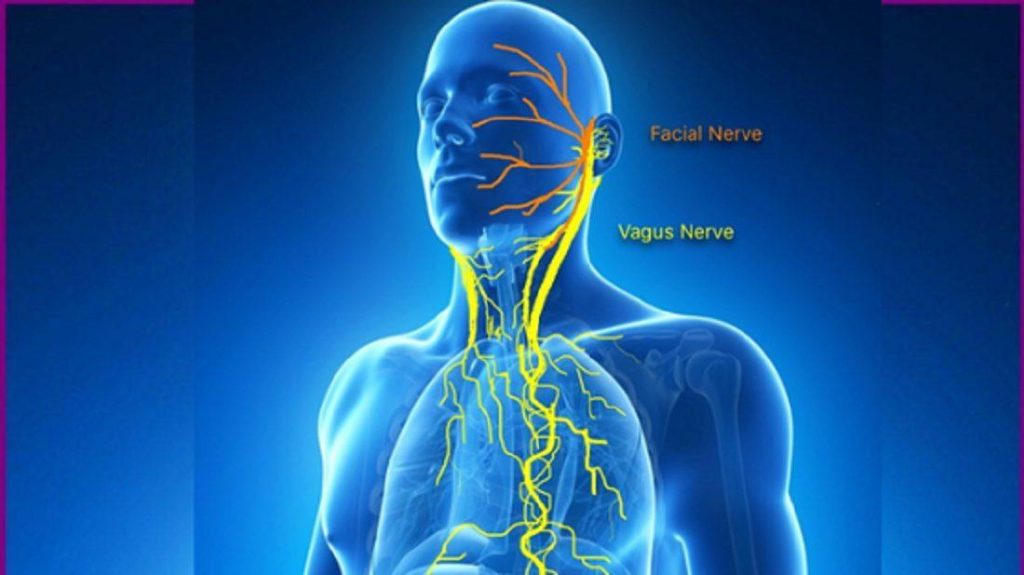 Choline is the main neurotransmitter of the vagus nerve