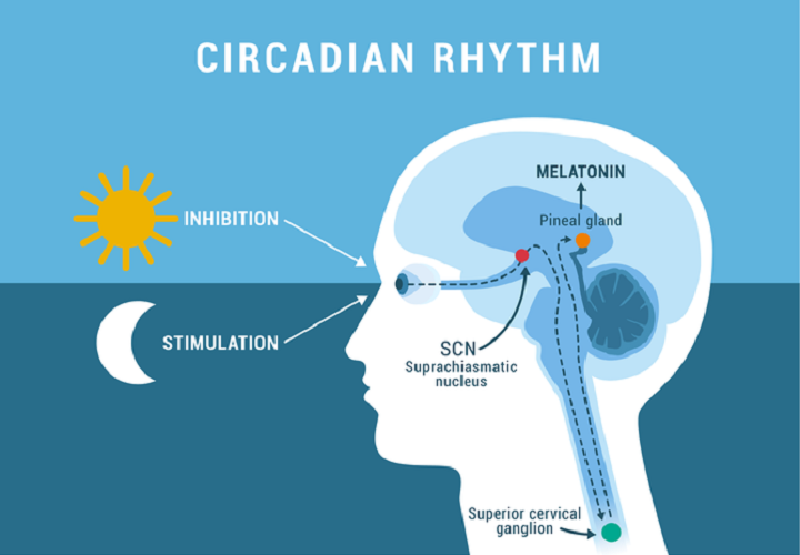 Tuning our circadian rhythm is essential for our health