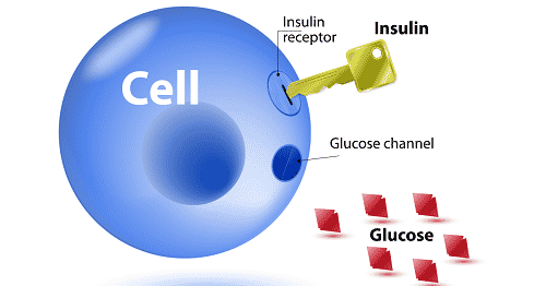 Blood sugar levels cause a rollercoaster of energy and hunger that leads to increase calorie intake