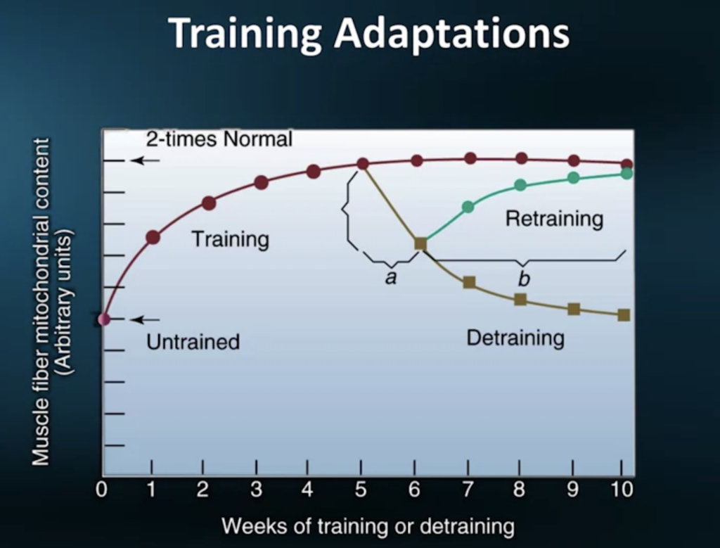 Detraining effects are faster than the training gains