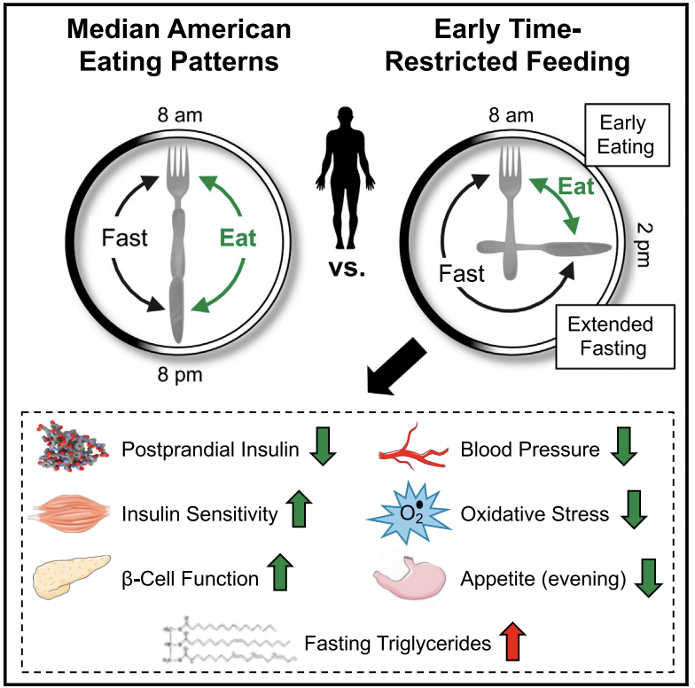 A new study about Intermittent Fasting, eTRF, early morning time restricted eating window, showed great results independently from caloric intake